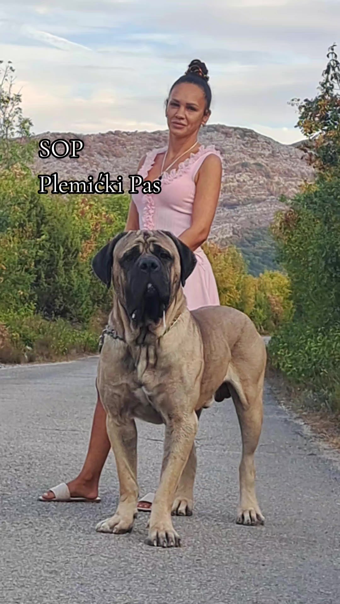 @Plemićki pas Srpski mastif