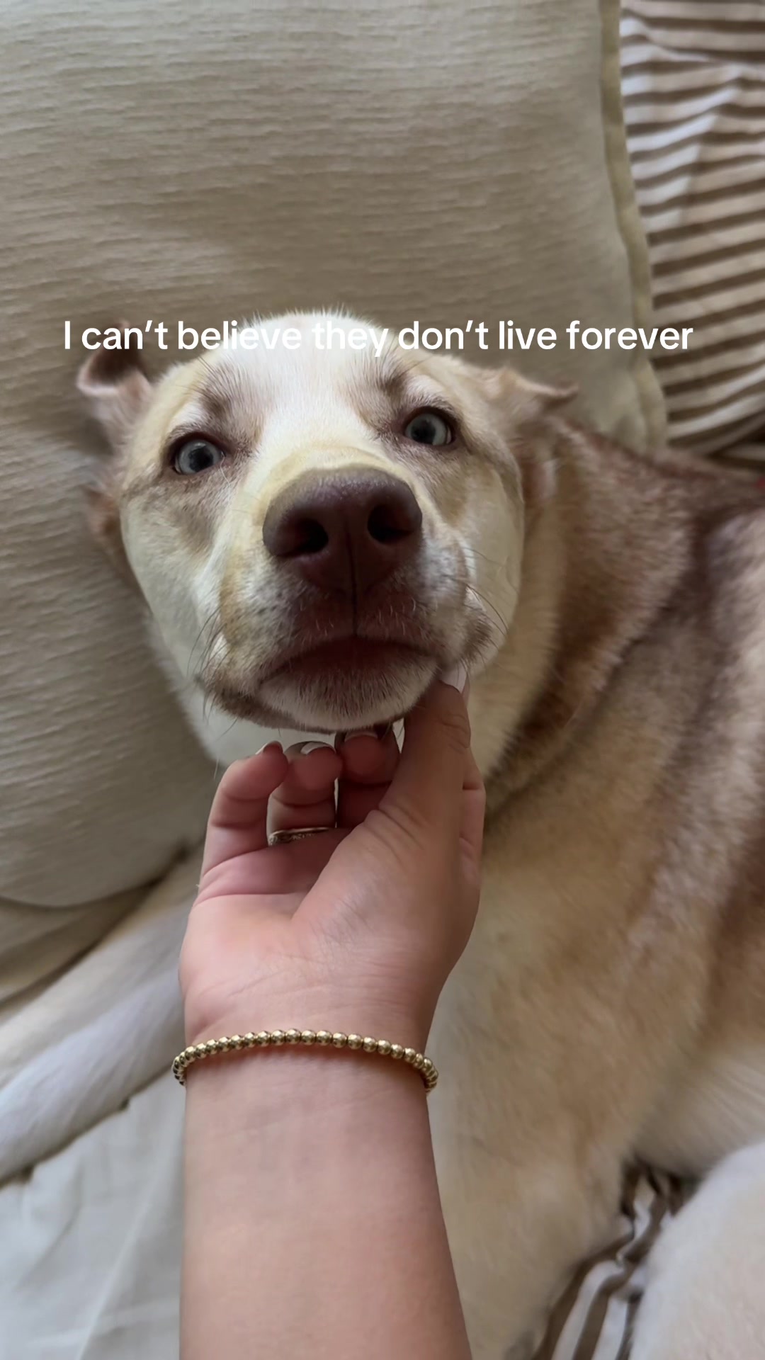 @Finn the Shepsky