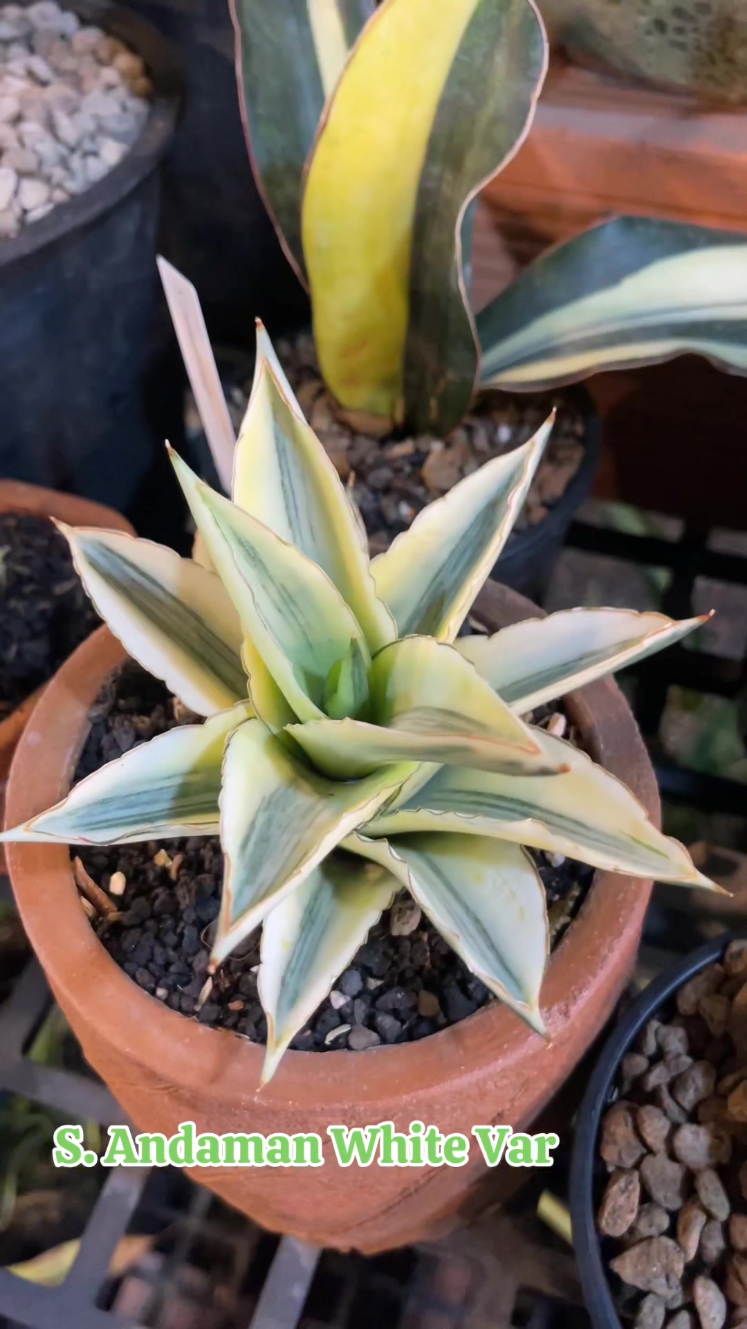 @The Sansevieria Farm