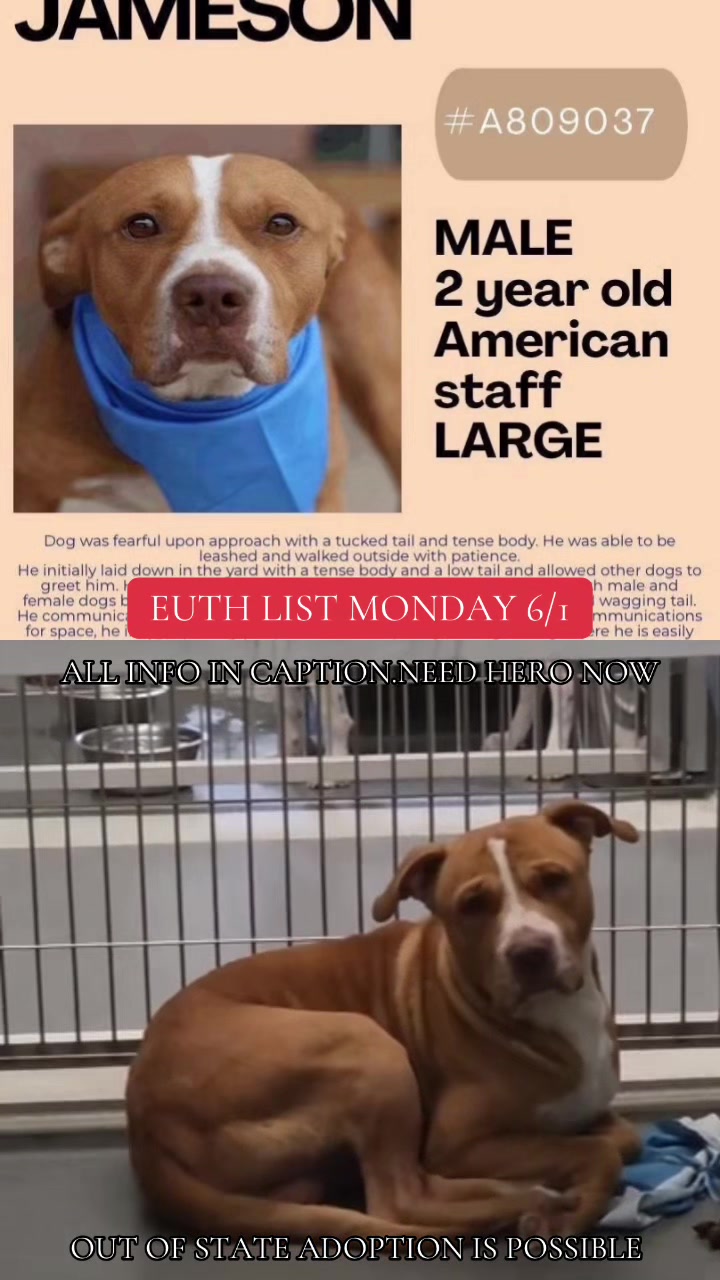 @@rescuedogs911