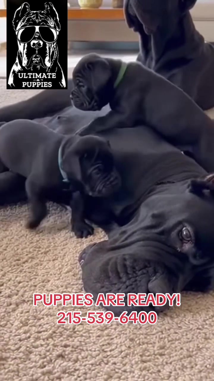 @Ultimate Puppies