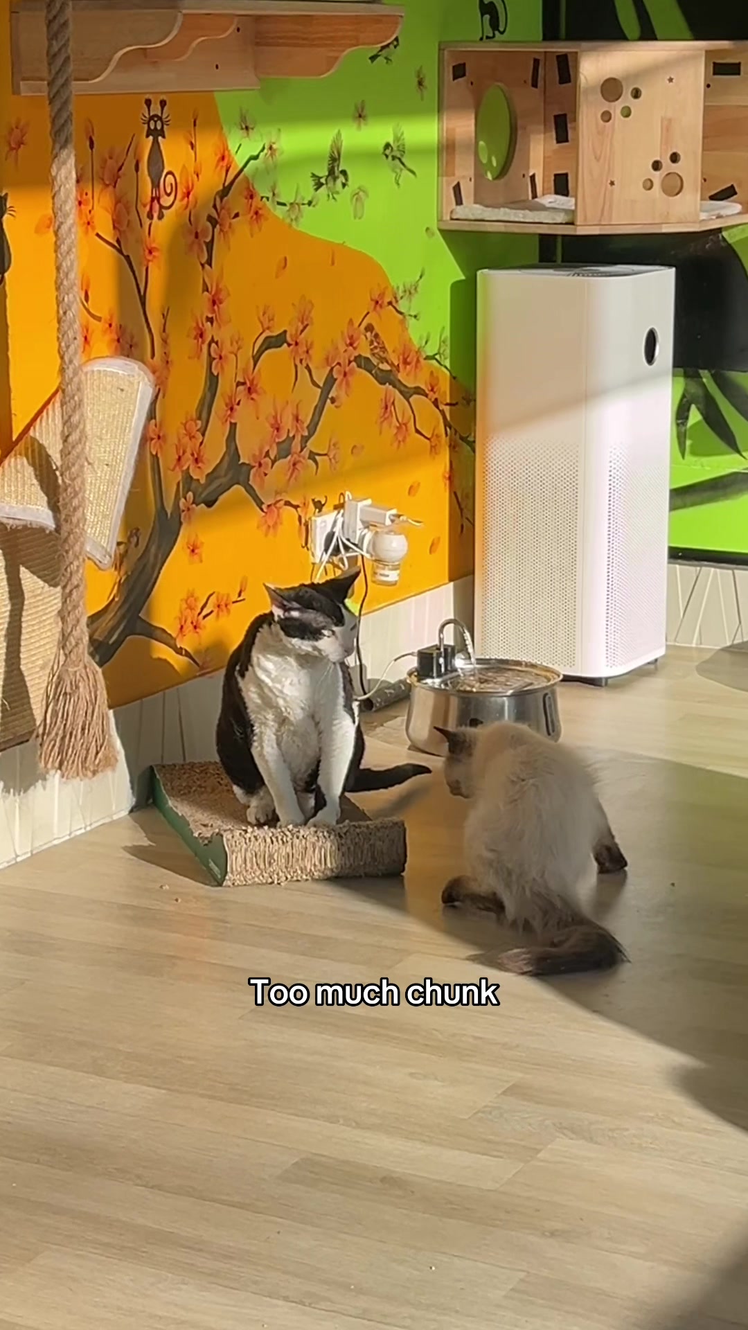 @crazycatcafe