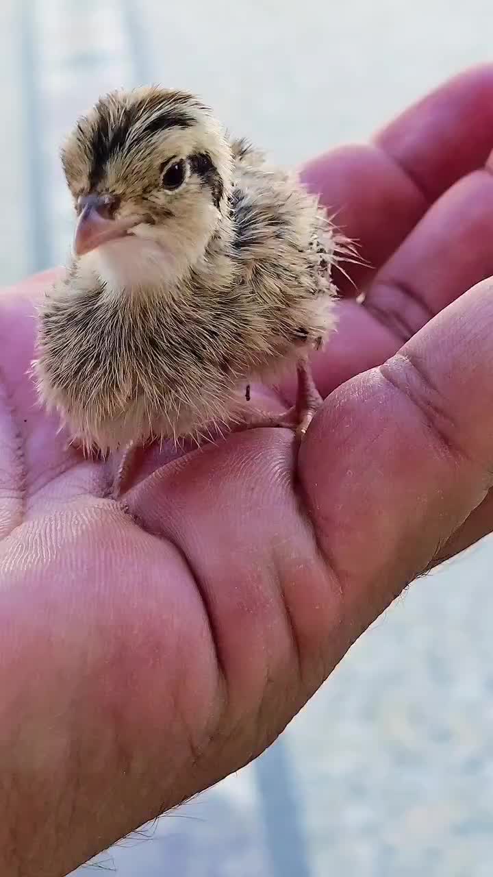 @Birds Lover
