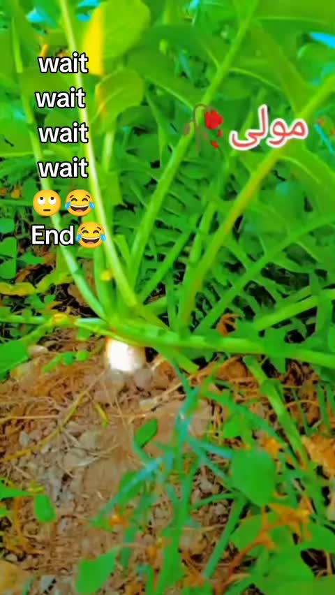 @Antiyon Ka Dewana🫣