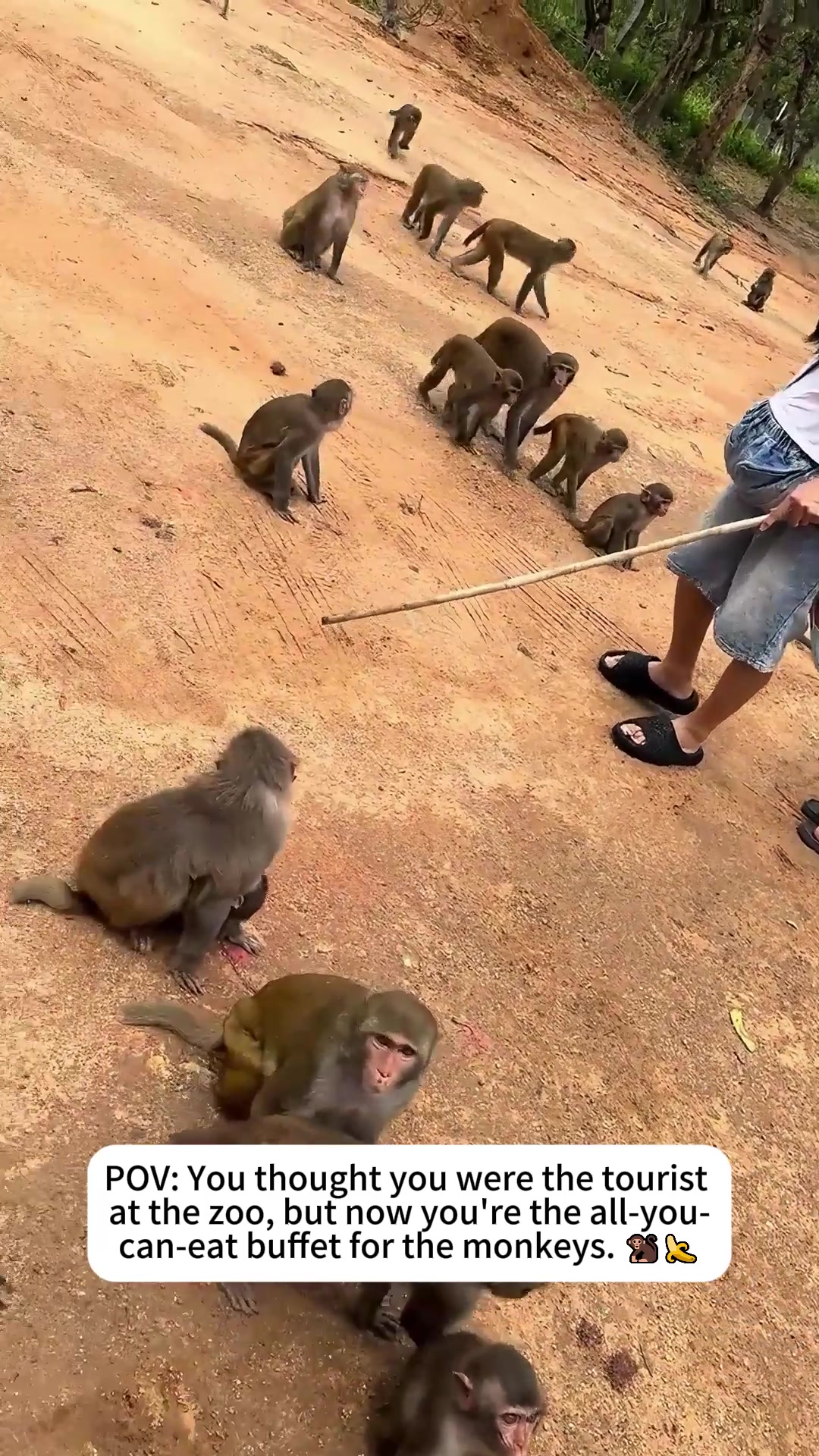 @petpro69