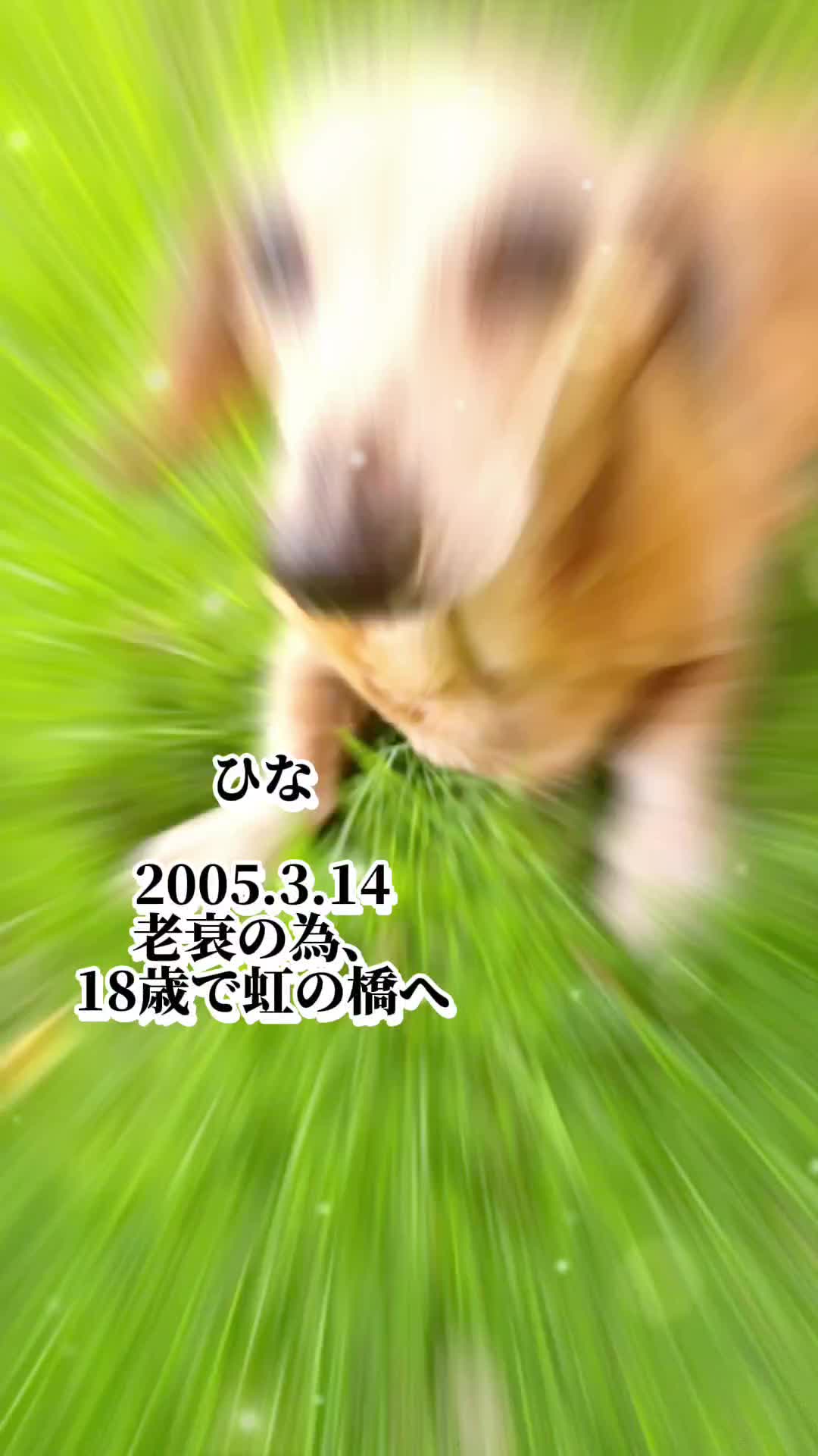 @杏蜜～5dogs and family～
