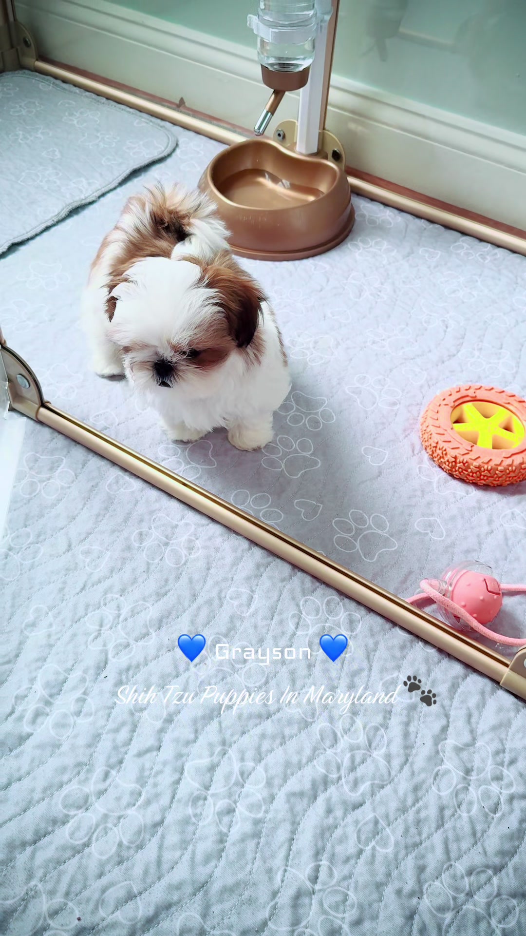 @Shih Tzu Puppies in Maryland