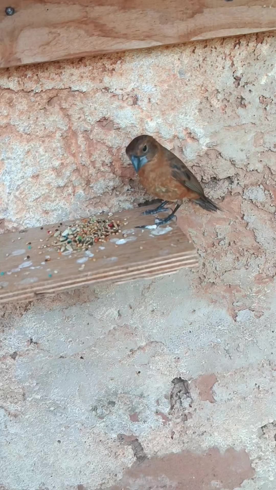 @NordesteCapturado