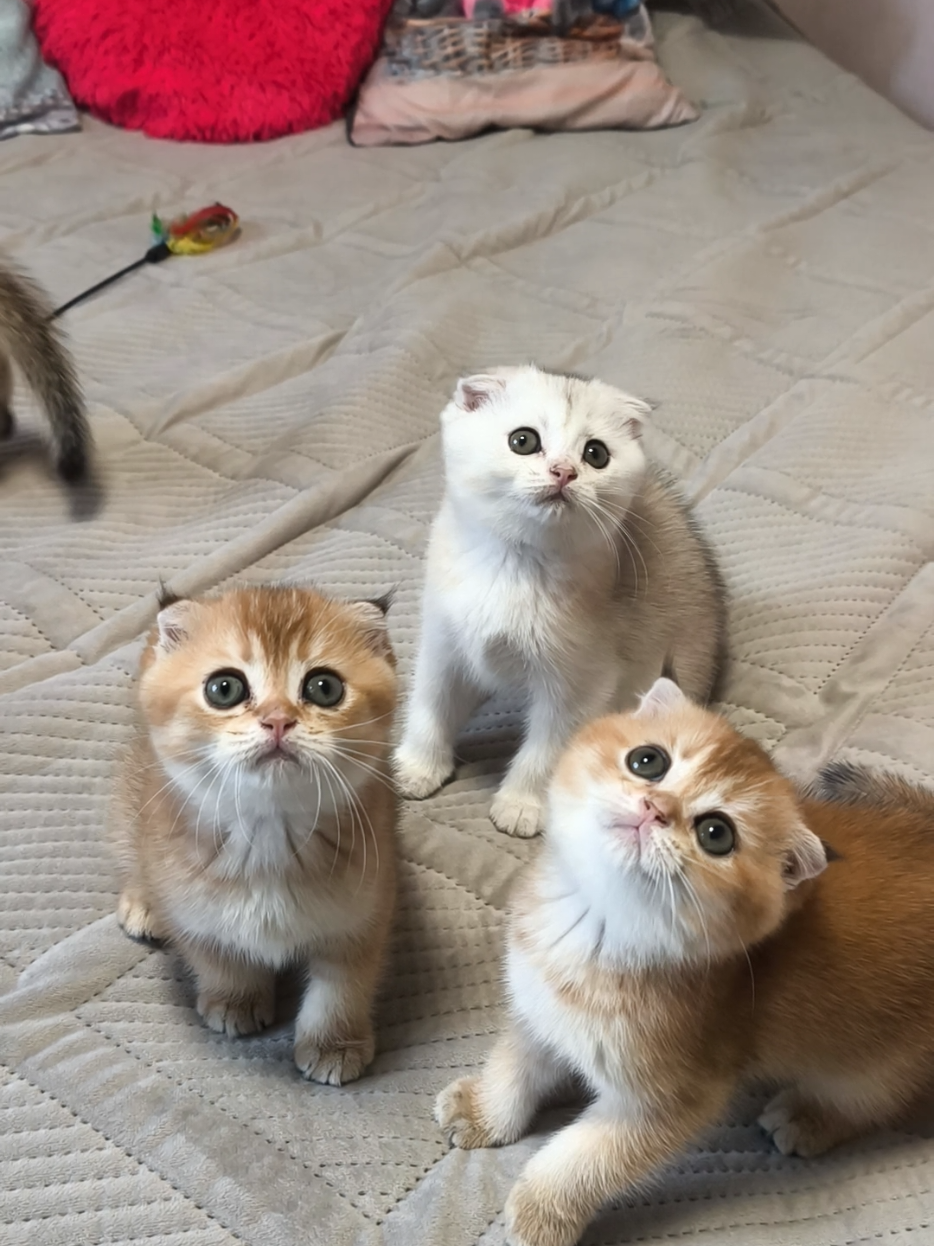 @Кошенята шотландські 😻