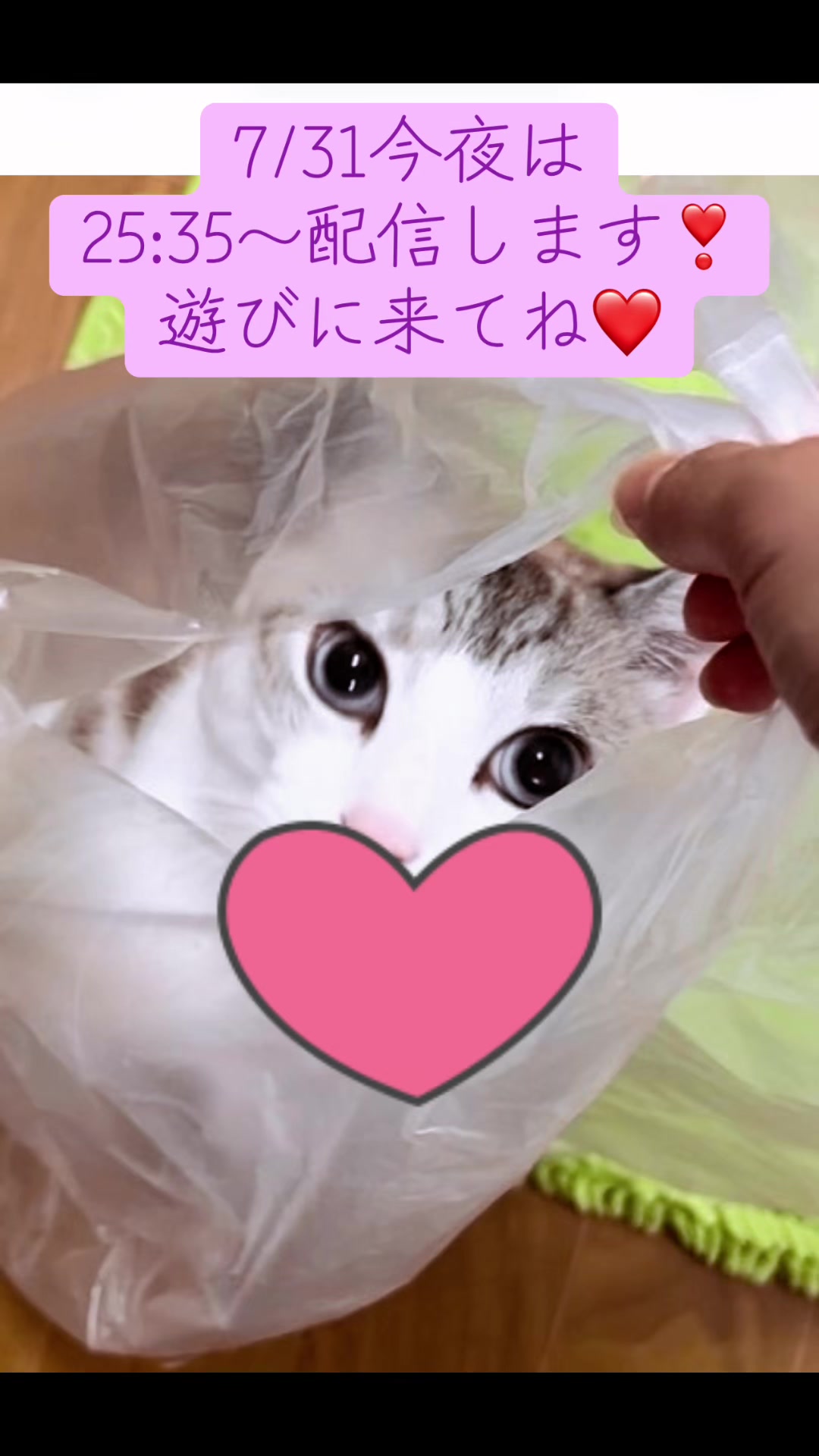 @ねこみみちゃん😸🍰🎀💌💗