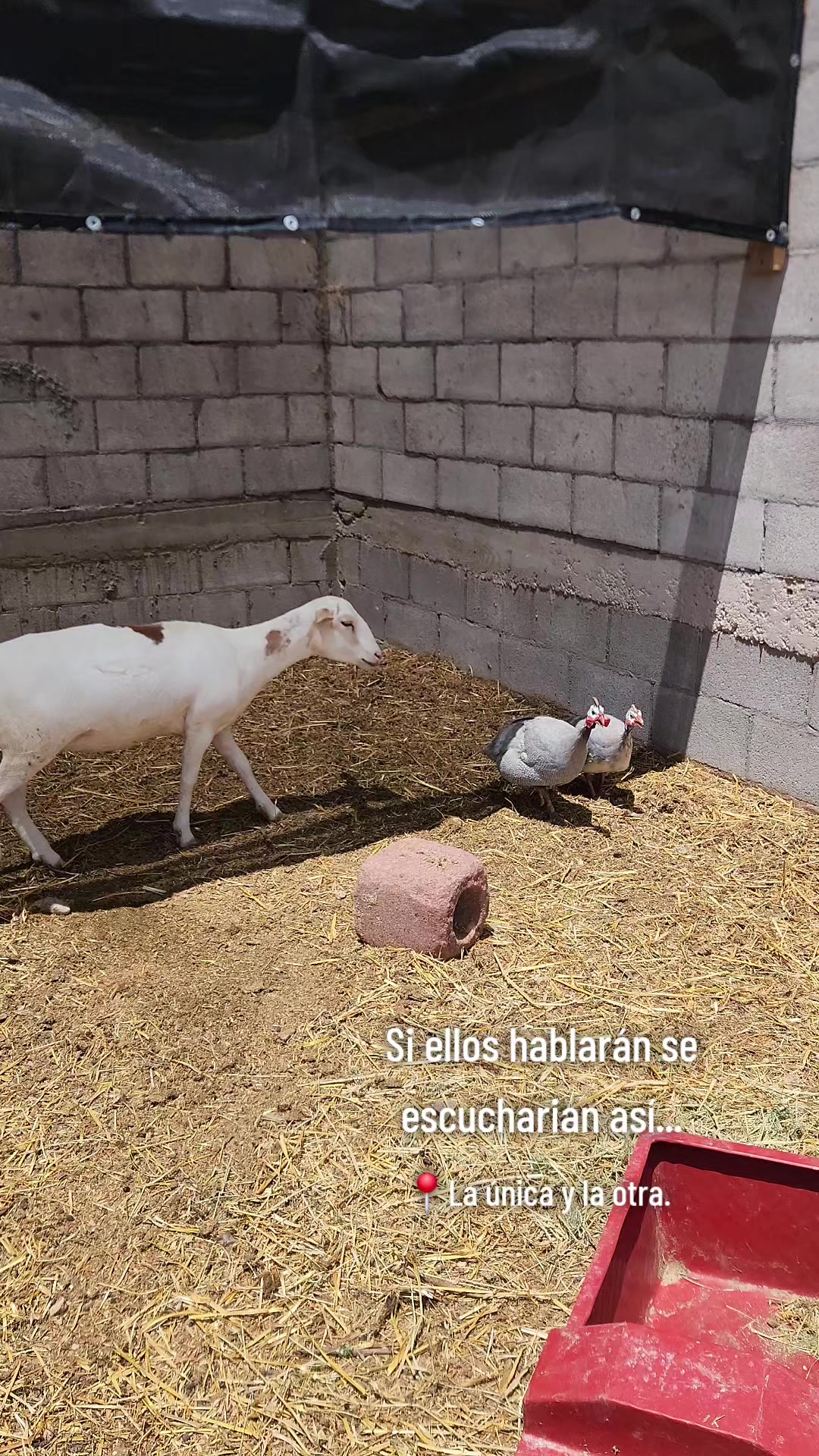 @El De La 450 Negra