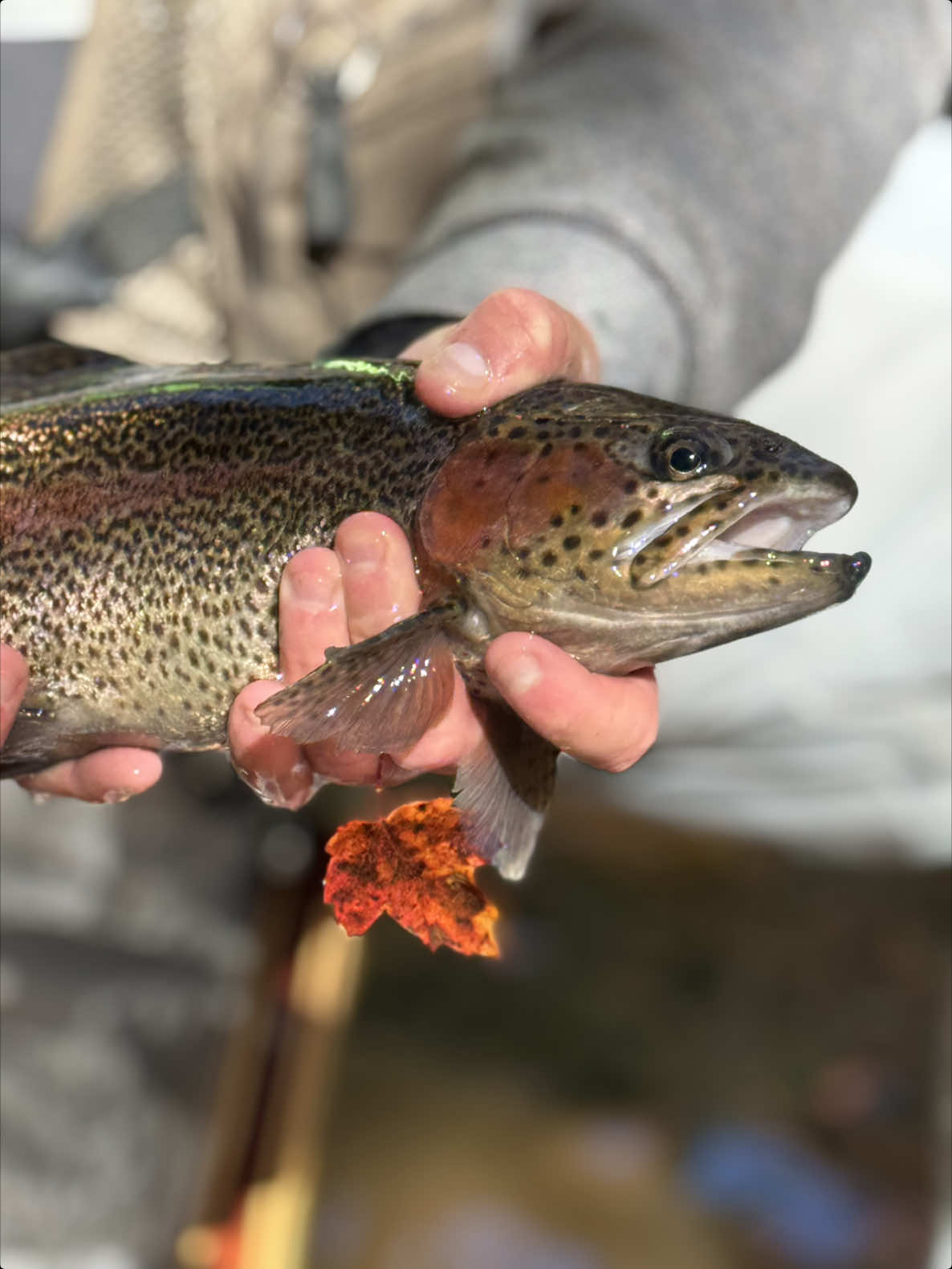 @FlyFishDelawhere