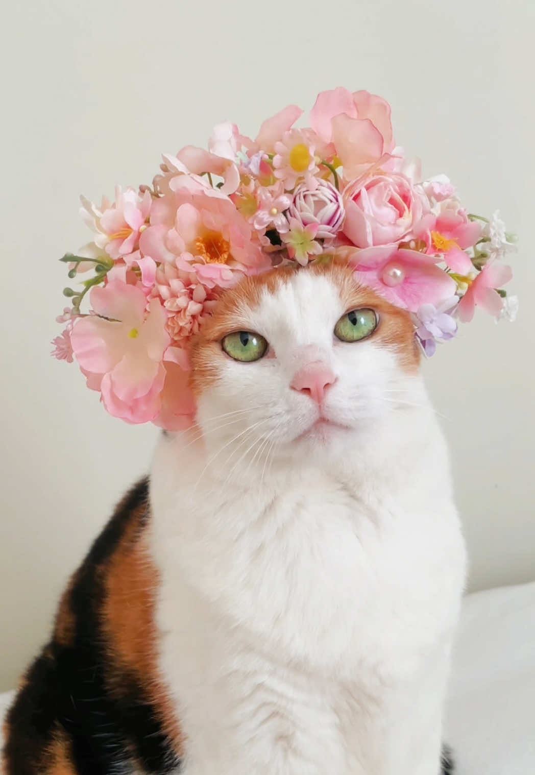 @Miyopet