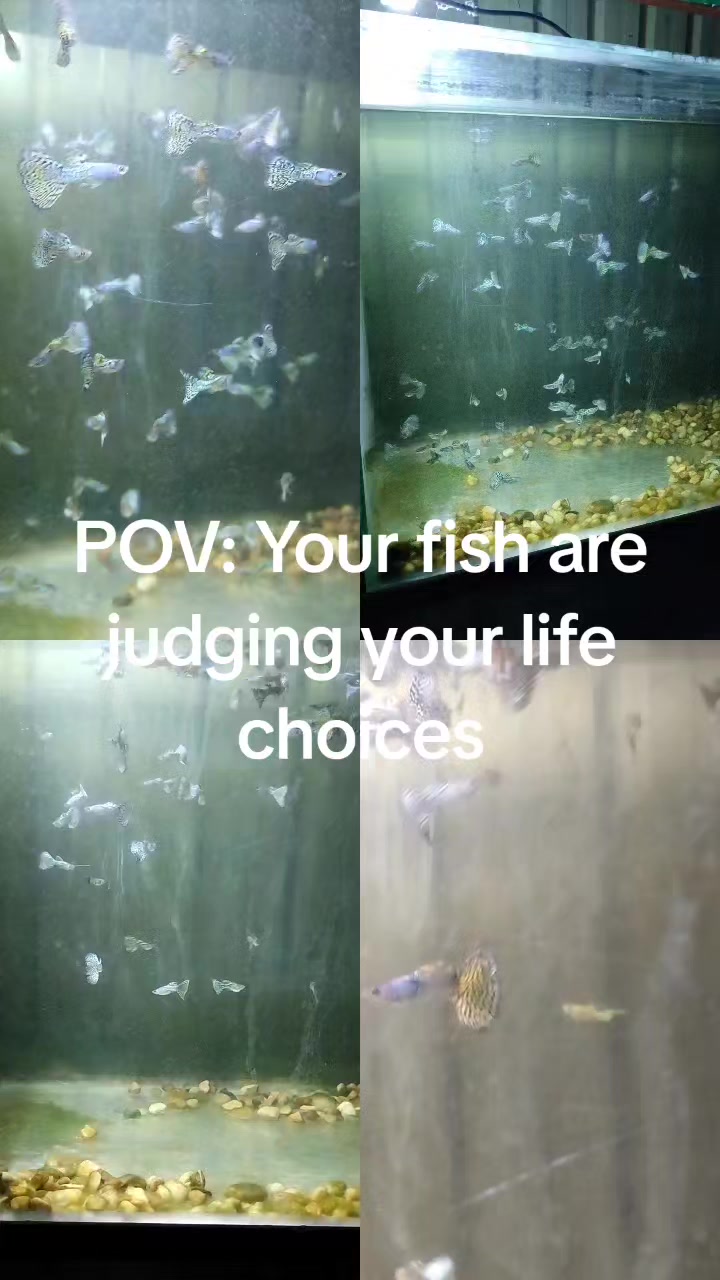 @Giovanni Carlo koi fish guy
