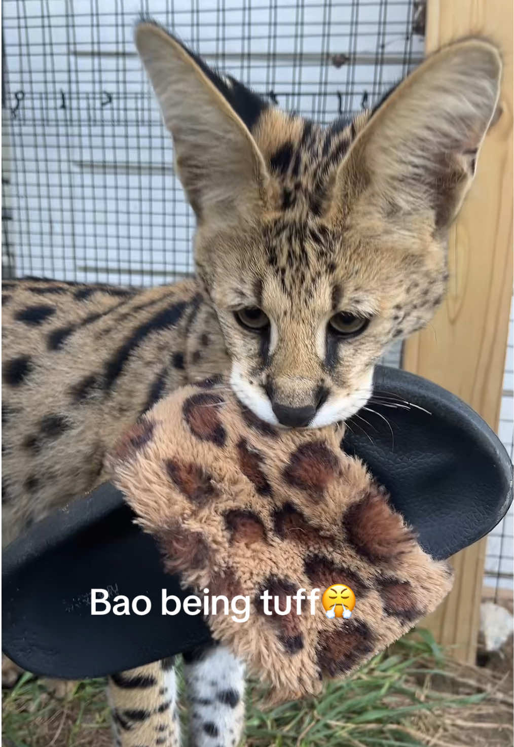 @BAO THE SERVAL