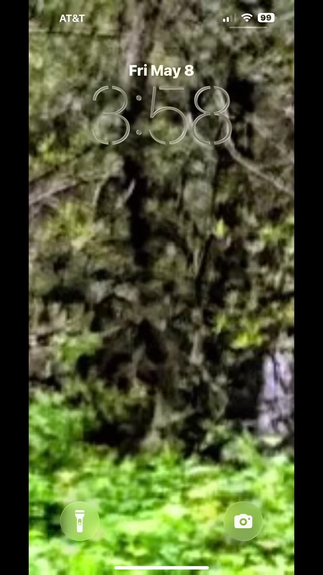 @🌲Forest Friend🌲🙏💗