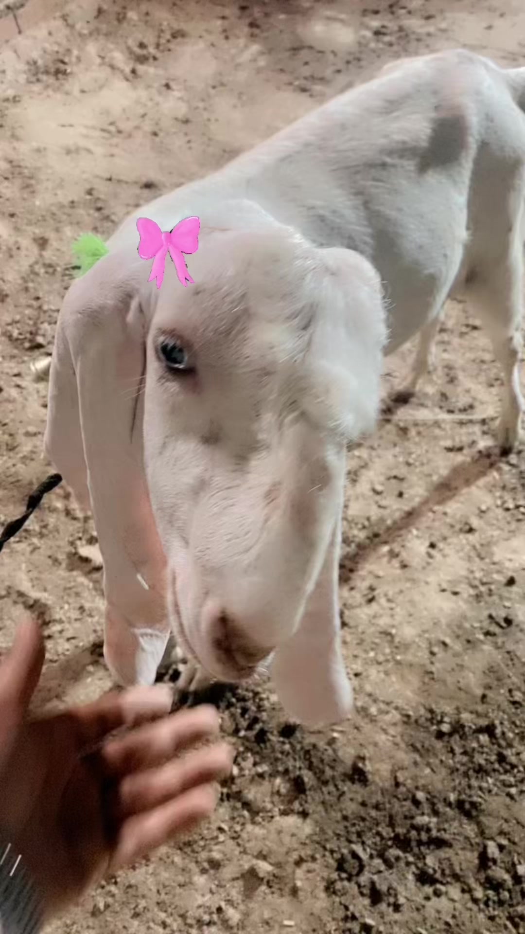@Rehan 👑
