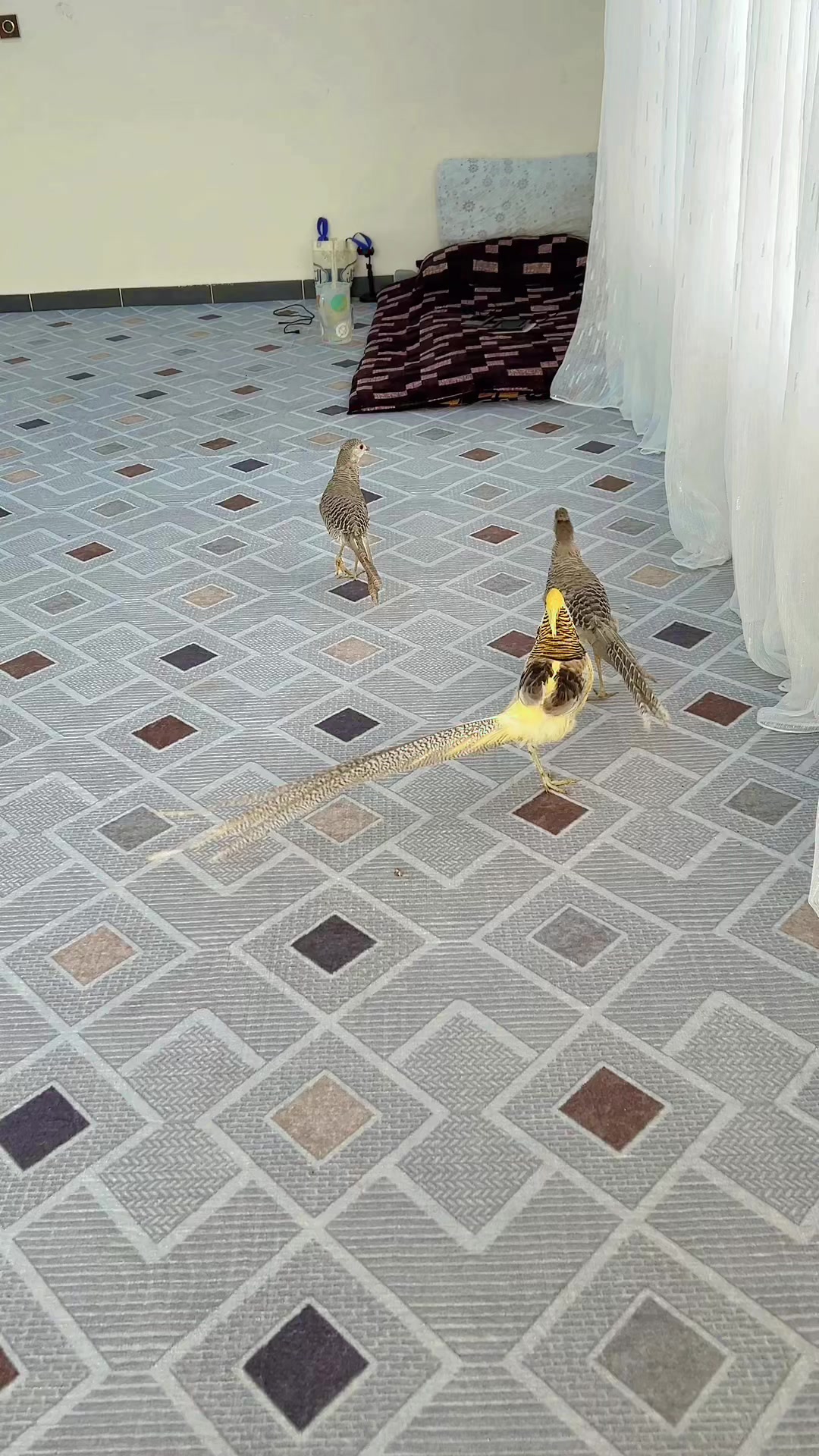 @ابوليره