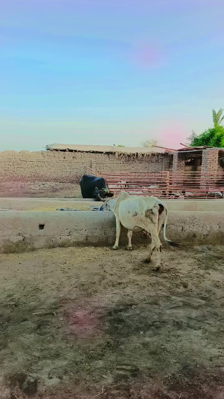 @zawar Fayaz Ali Zardari