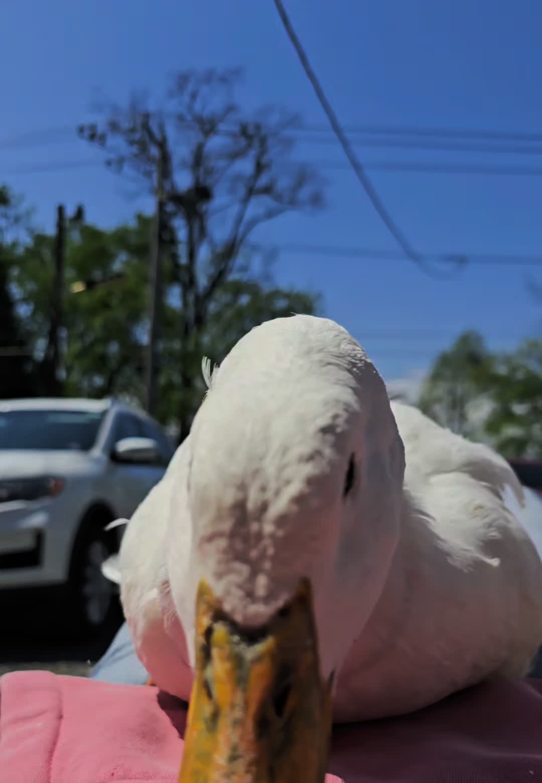 @piglettheduckthat