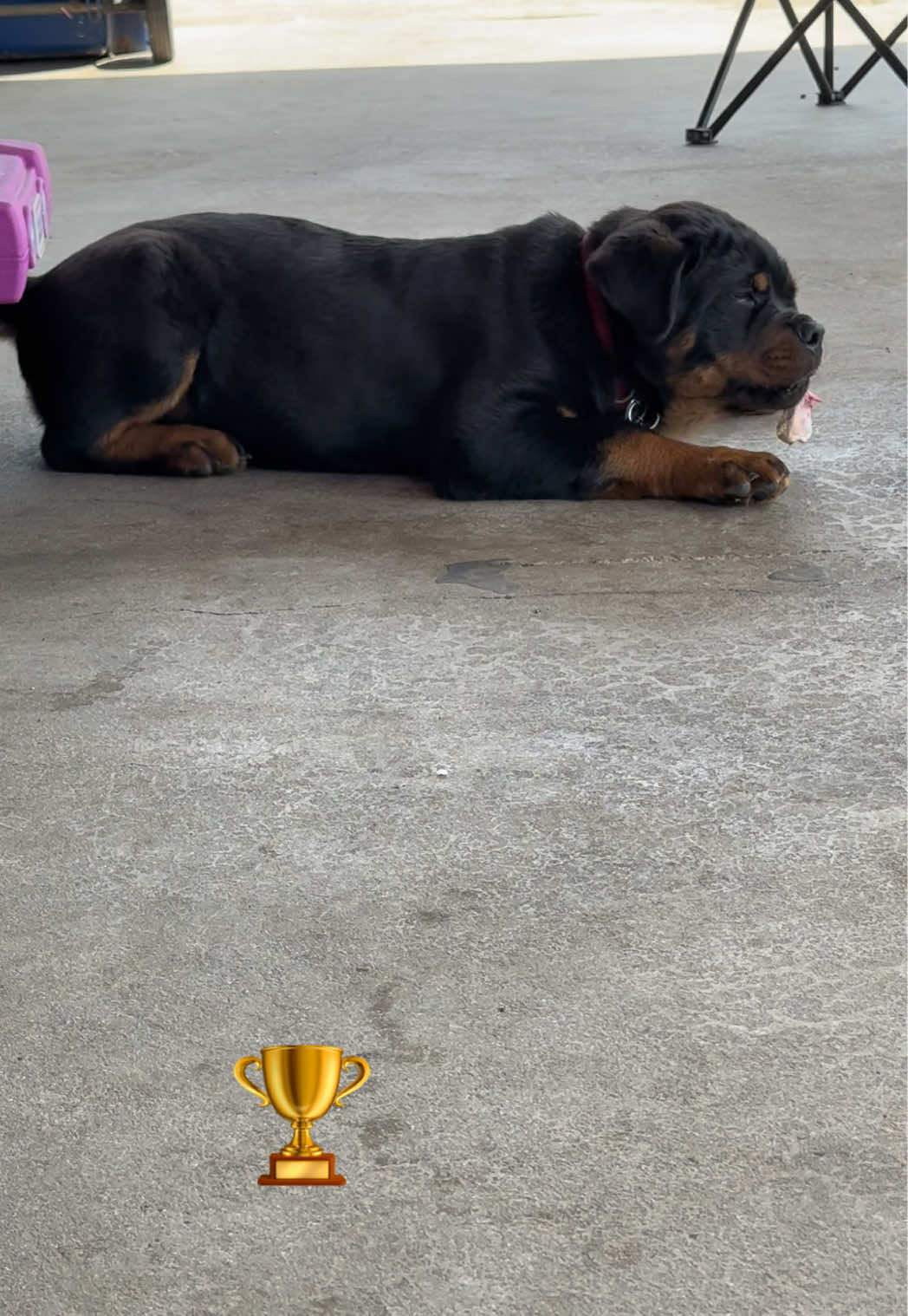 @King Rottweilers Kennel