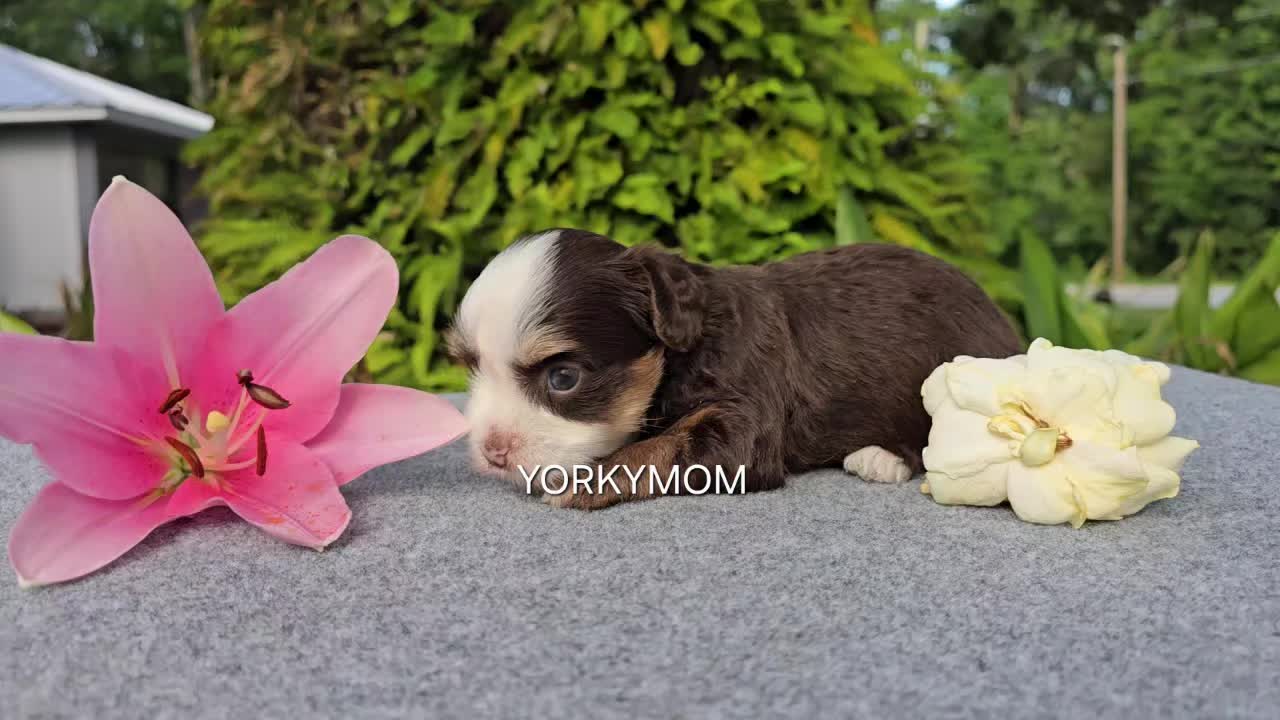 @theYorkymom