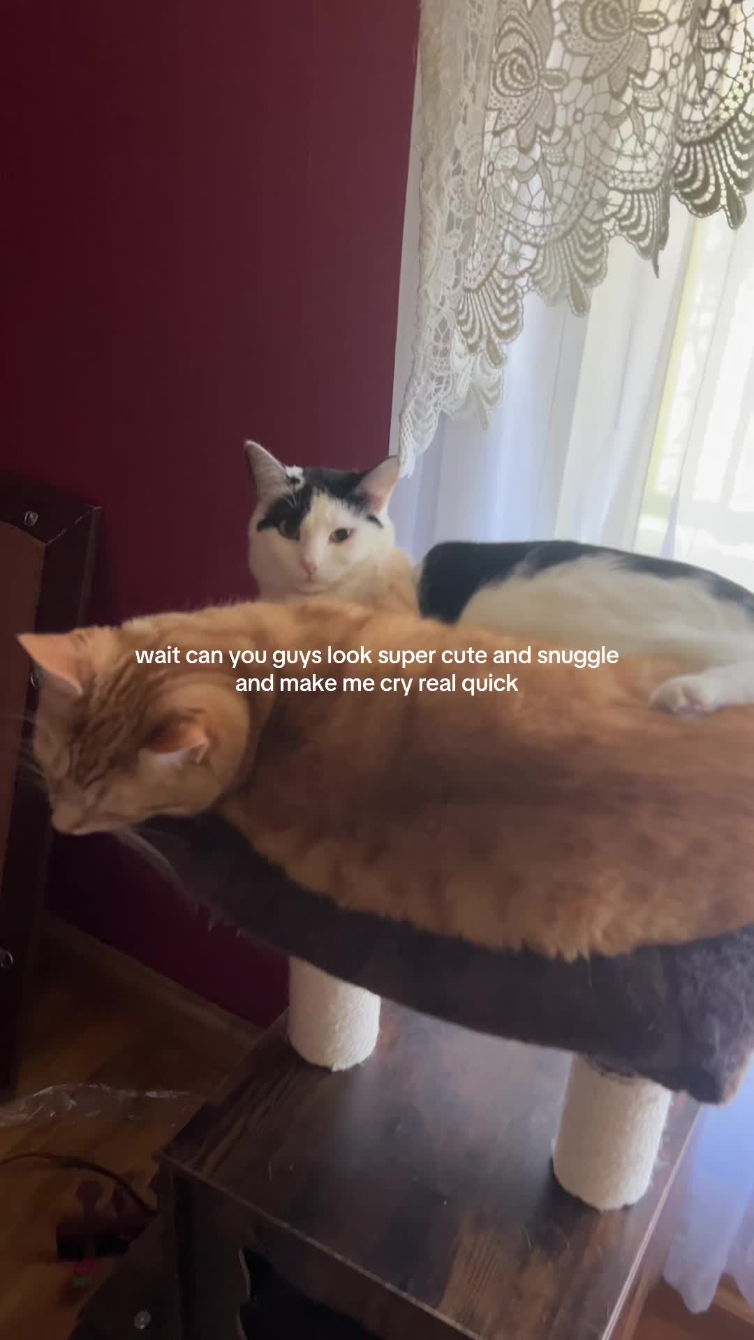 @bink the big orange cat