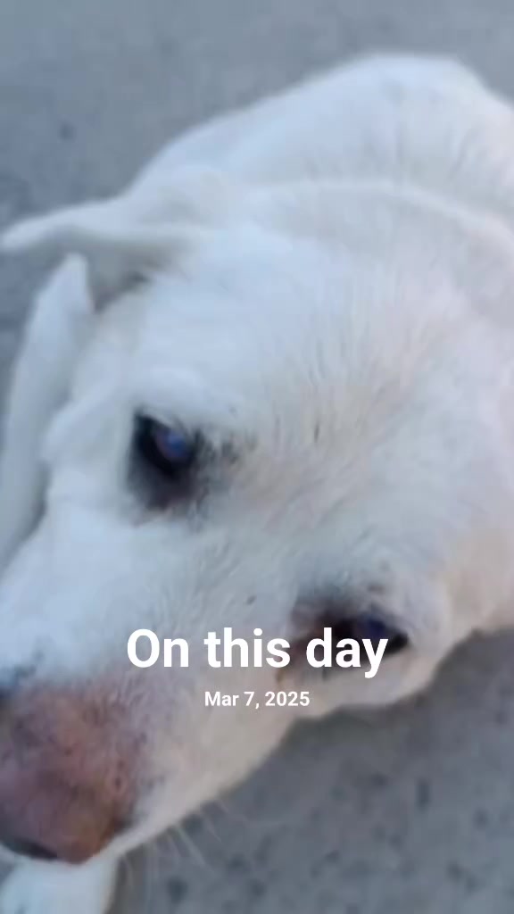 @Drooly Doggy