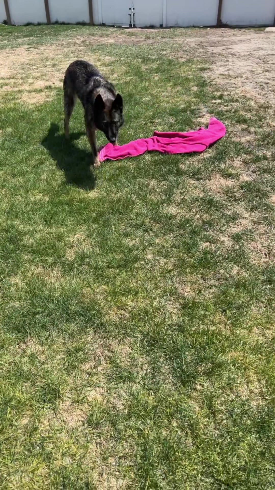 @K9 Dina