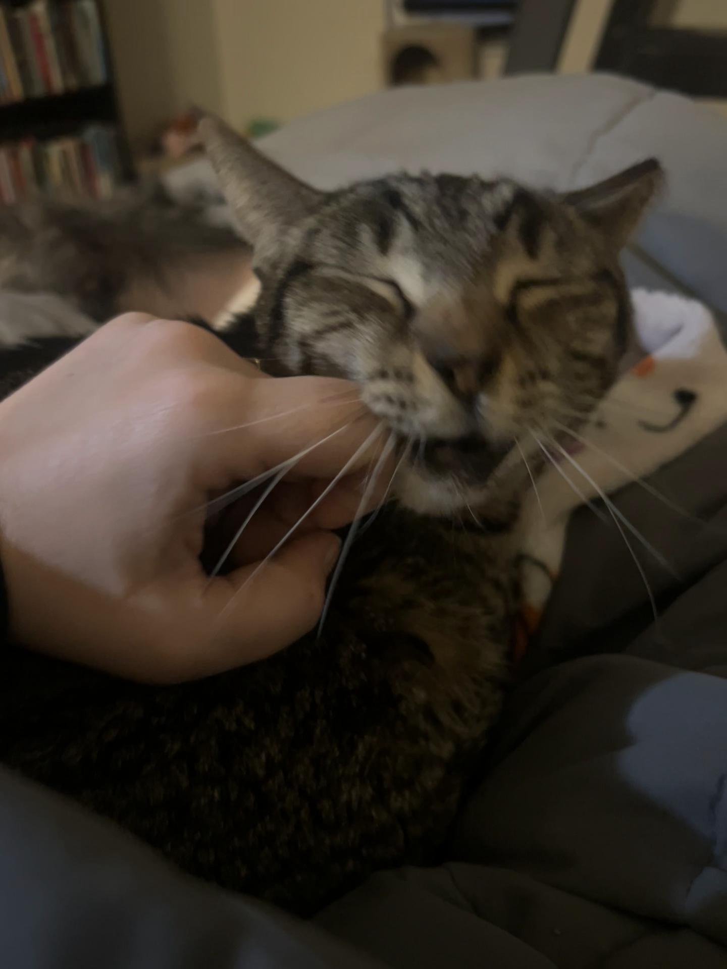 @Cat