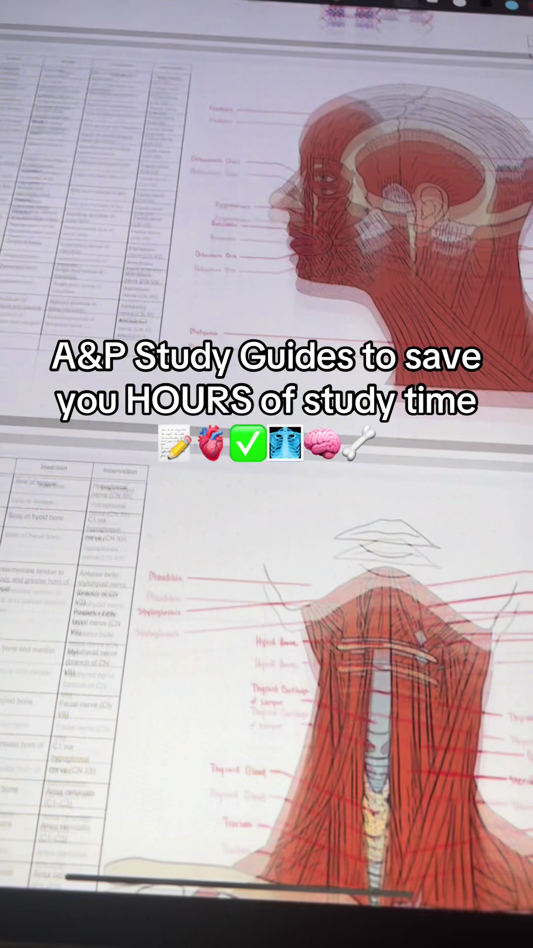 @Ollie | Anatomy & Physiology