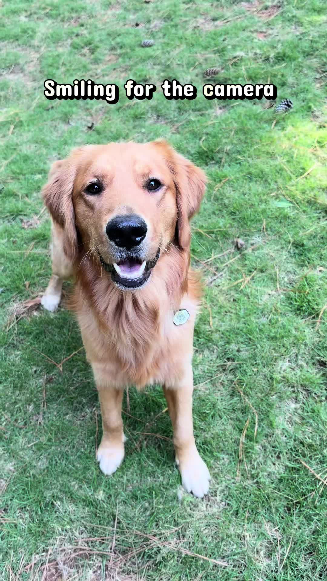 @Charlie the Golden