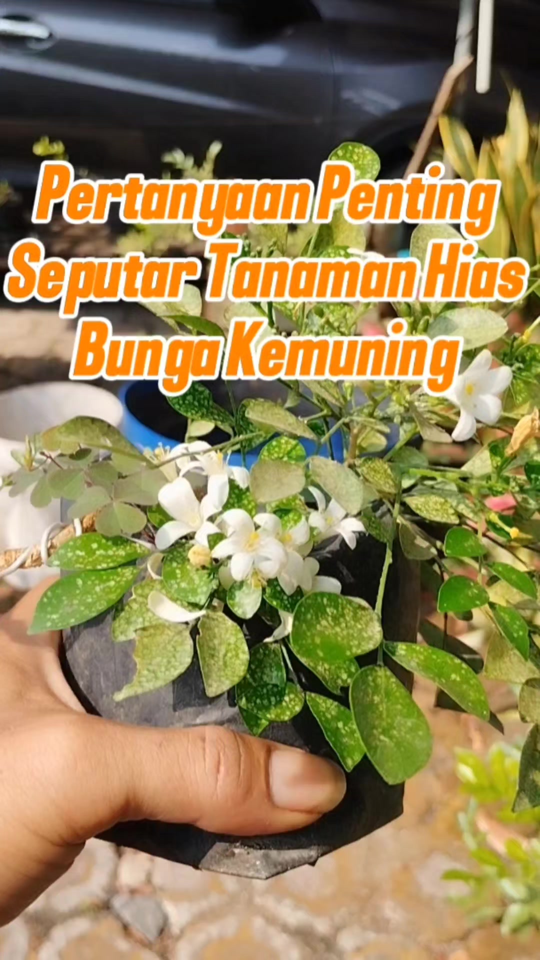 @Bukit Farming