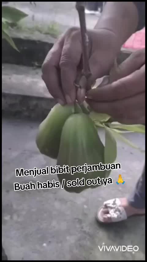 @Bibit khusus samarinda