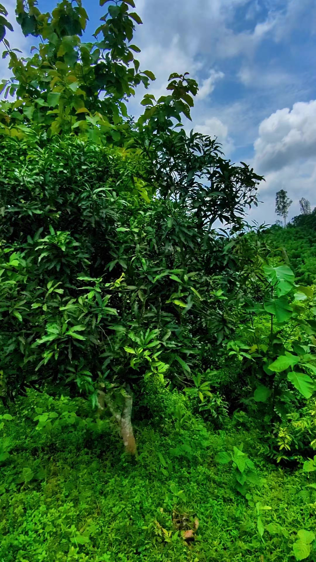 @হাইছ লাভার❤️