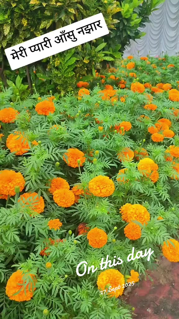 @shantisubedi905
