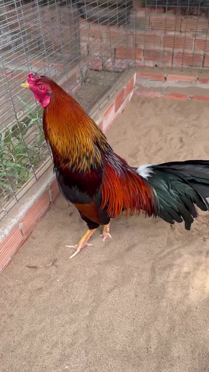 @Quốc Bảo ( baosting)