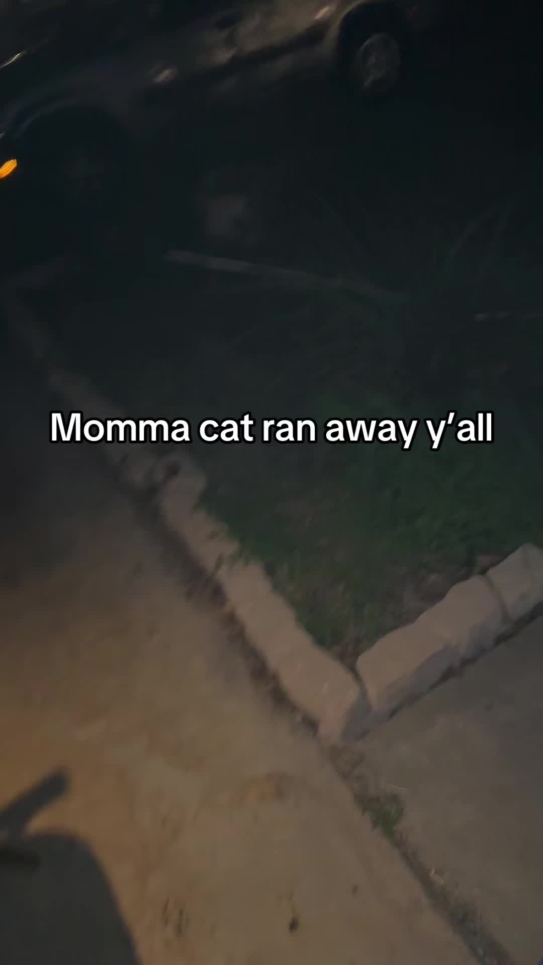 @Hassanwithkittens