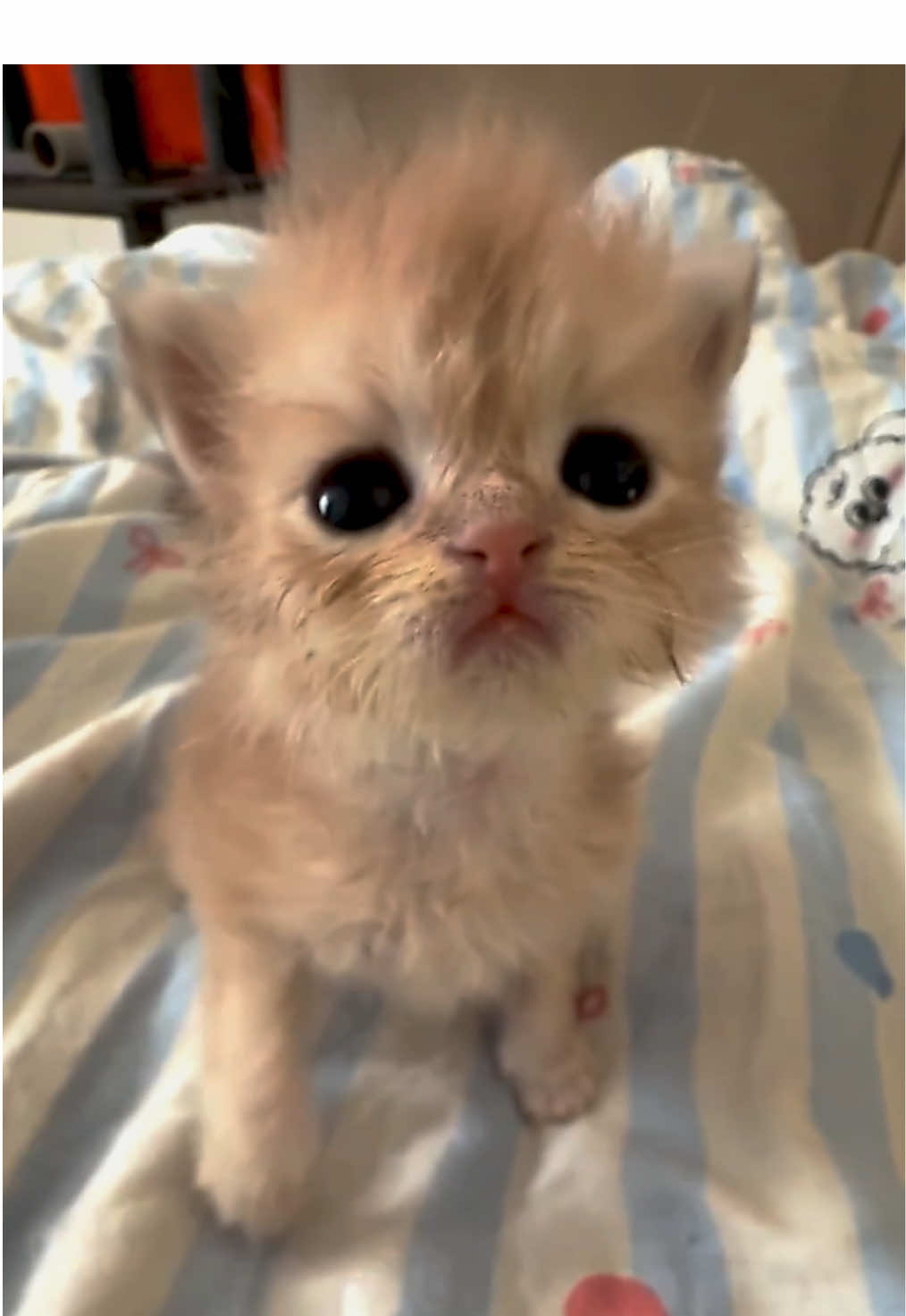 @catbosssss