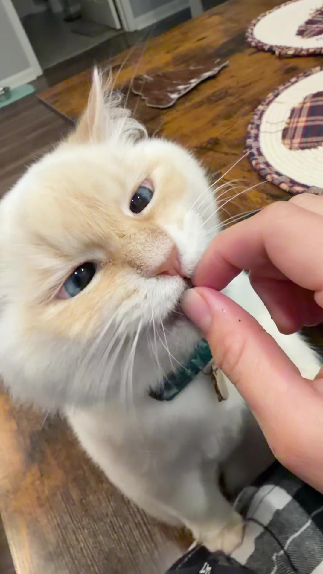 @jaredthecrosseyedcat