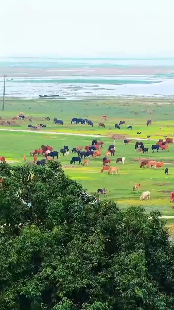 @মোঃ মিরাজ হোসেন