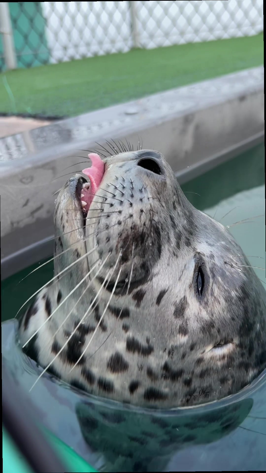 @Marine Mammal Rescue Society
