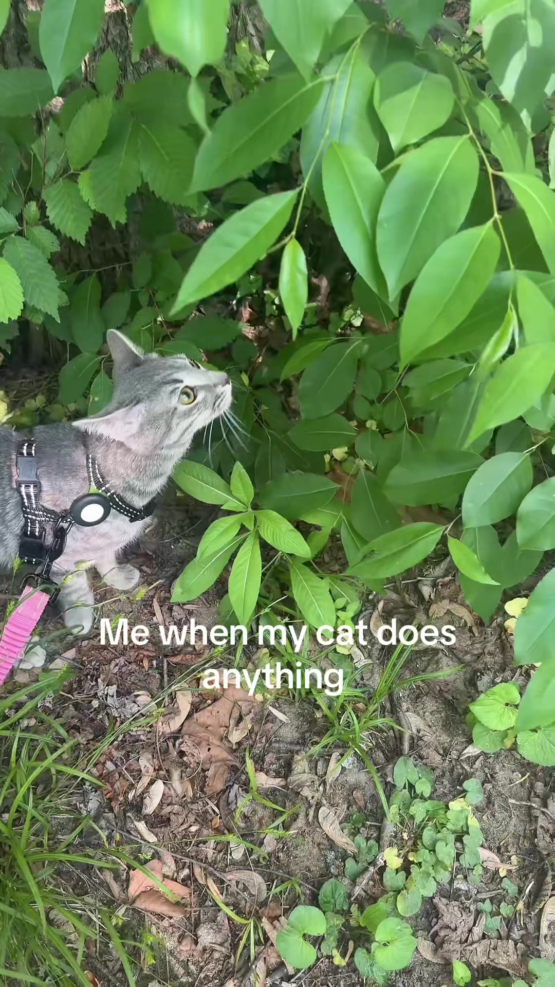 @༺ 𝓚 ༻