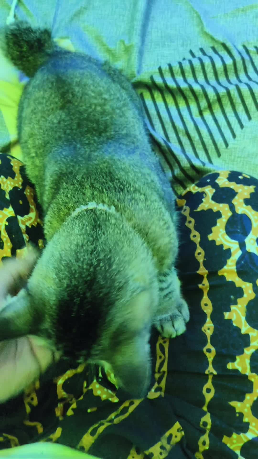@๐ฝ๐๐๐๐ ๐๐๐๐๐๐๐๐๐