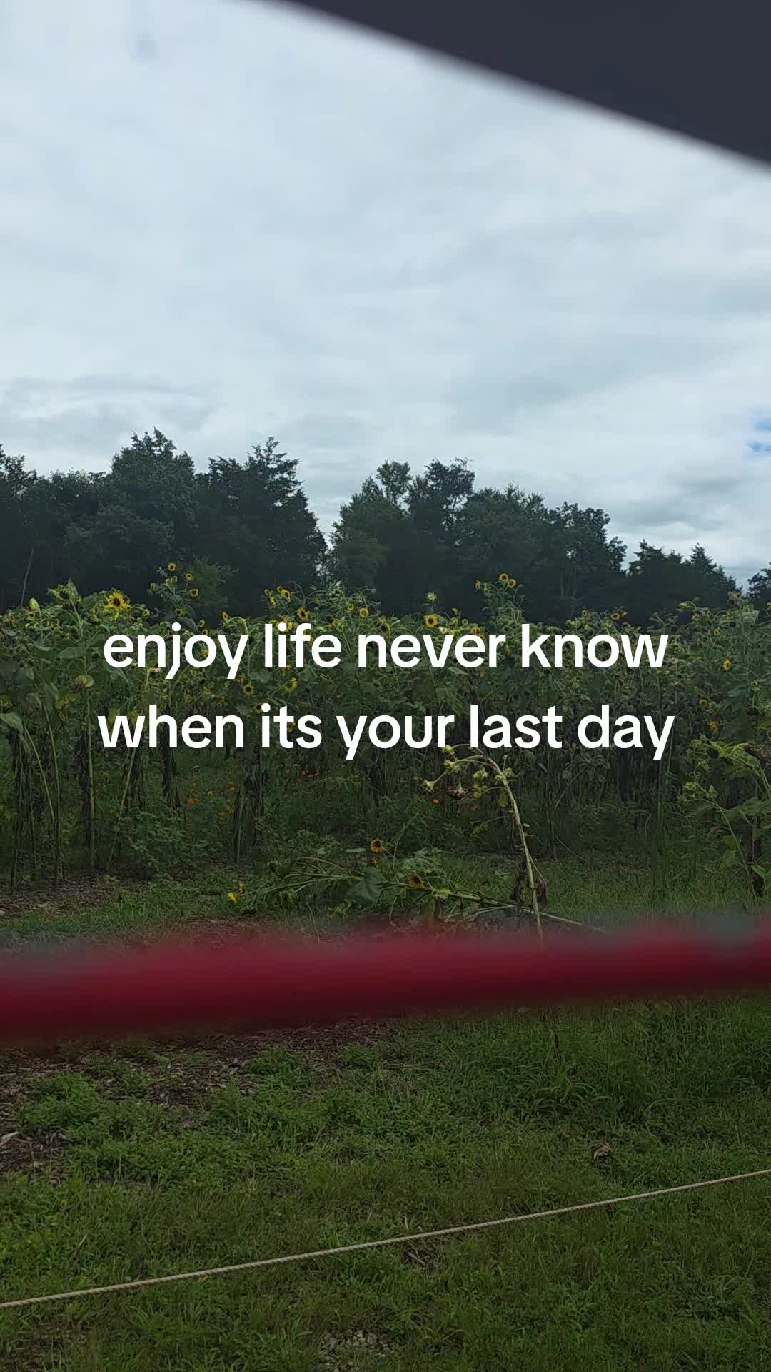 @Ariana Ester