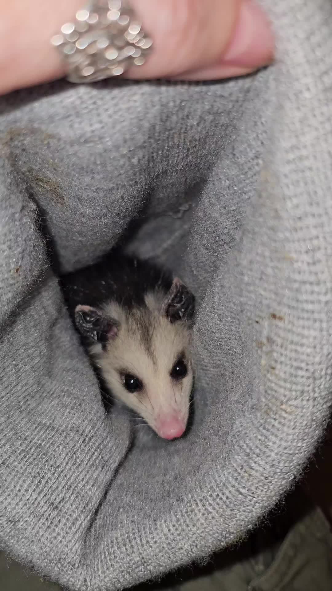 @OPOSSUMDAWGMOM