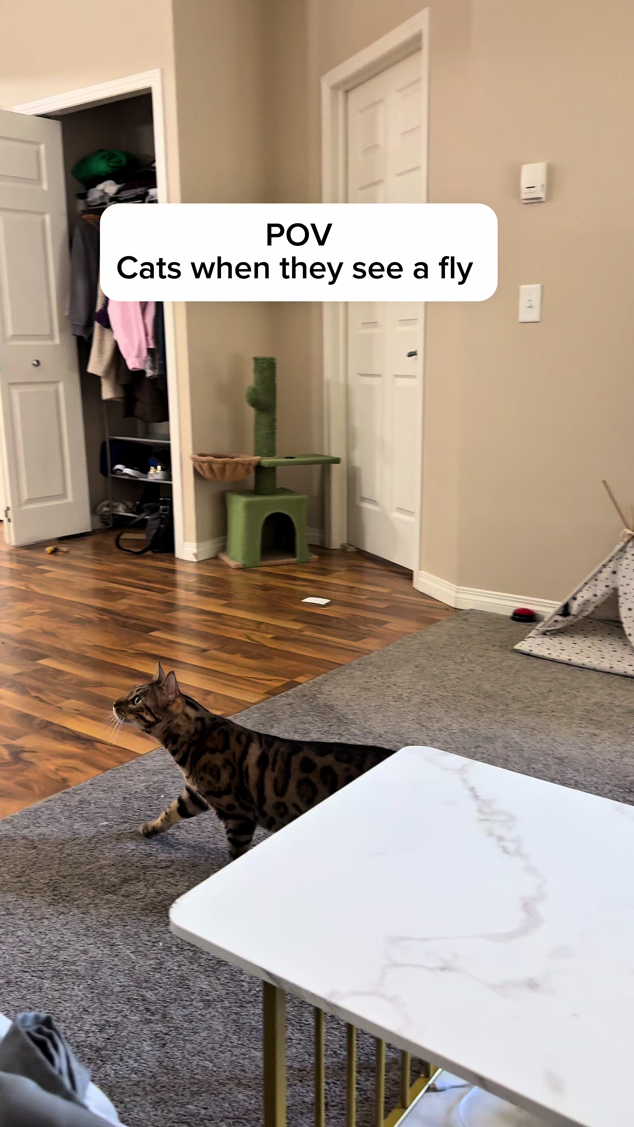 @Three Nawty Cats