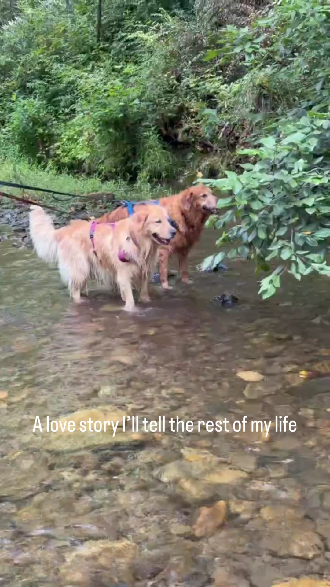 @DogMomisms