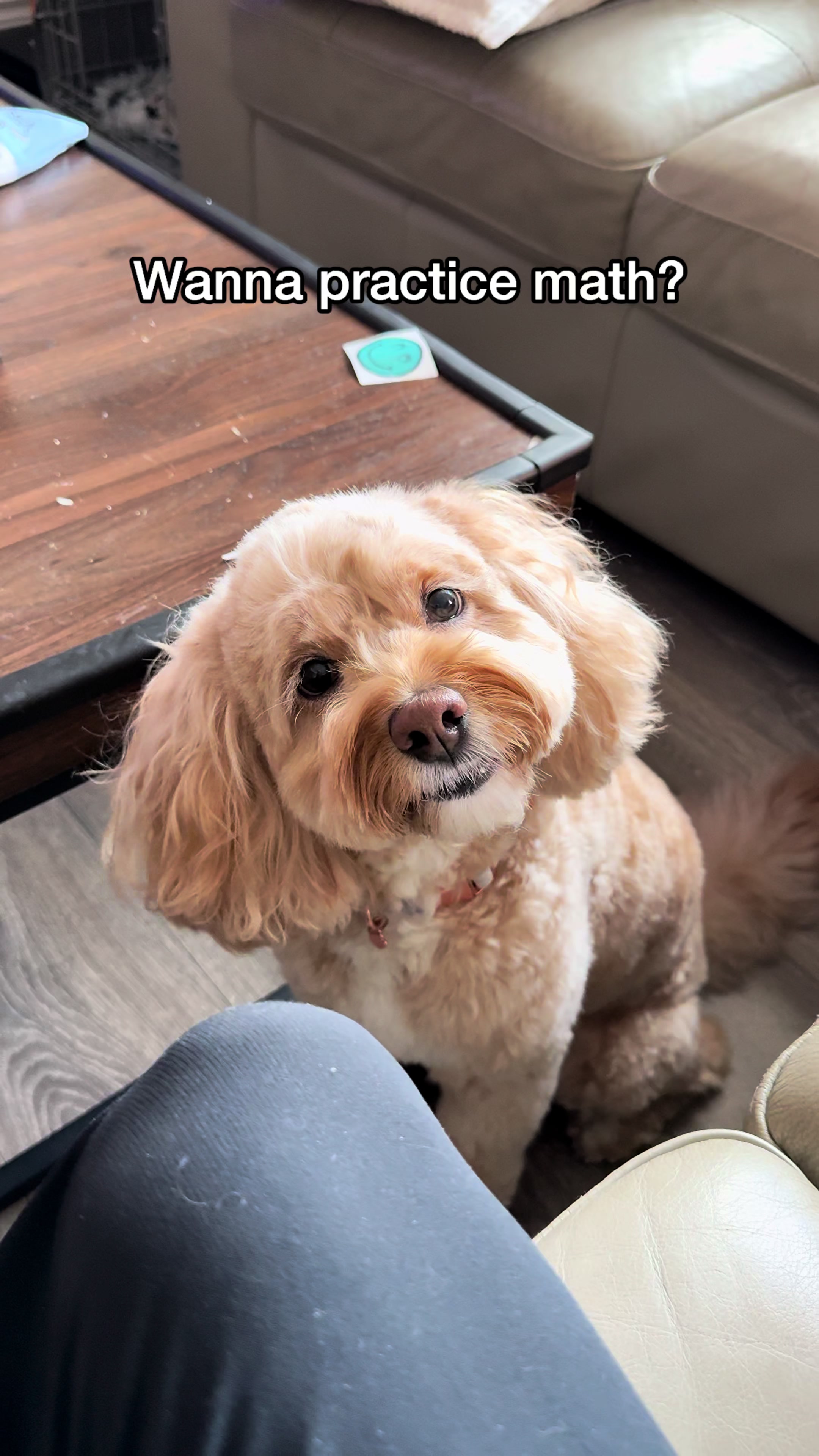 @LunaTheMiniCockapoo