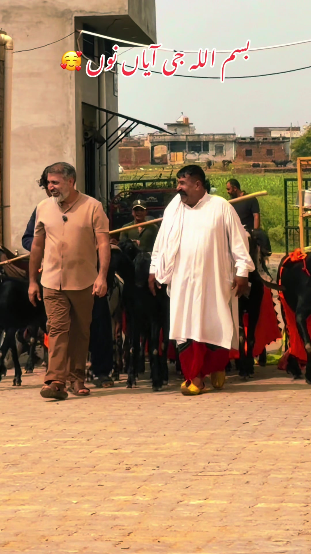 @Chohan Goat Farm Sialkot